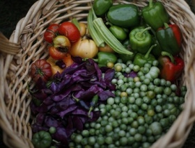 Конкурс "Моята плодородна градина"