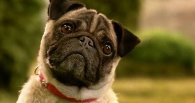 Освободи Джордж и спечели плюшен мопс или тениска от Mtel